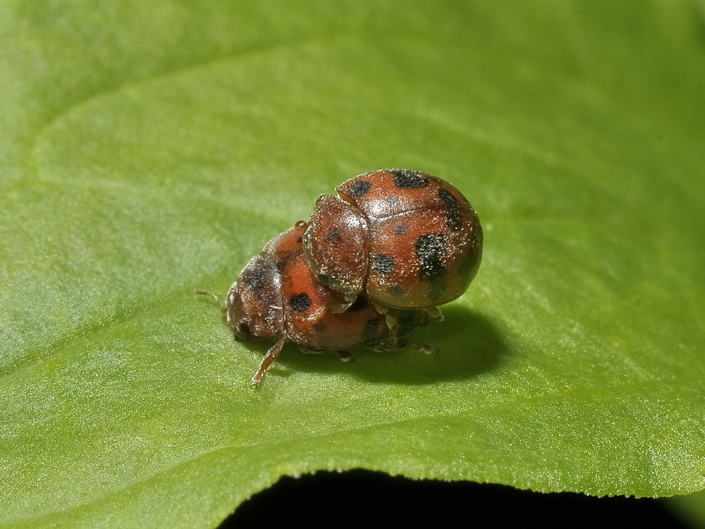 Subcoccinella vigintiquatuorpunctata? approcci 